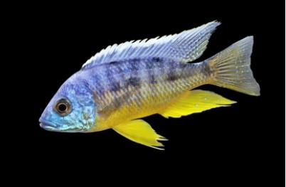 Cichlid