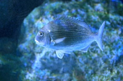Pagrus major