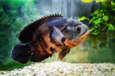 Figure 1. The bright Oscar fish is a South American freshwater fish from the cichlid family.
