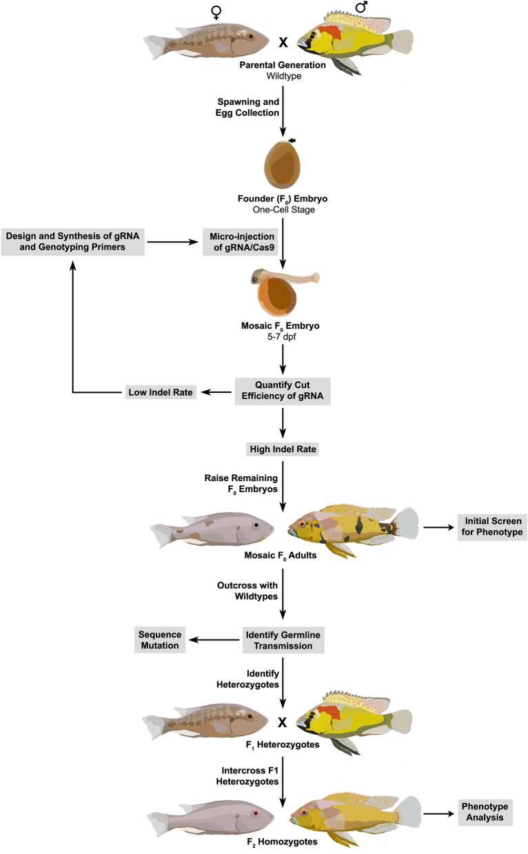 Figure 2. Overview of CRISPR/Cas9 mutagenesis workflow. (Li, C, et al. 2021)