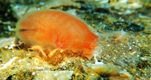 Rare Ciona intestinalis underwater scene.