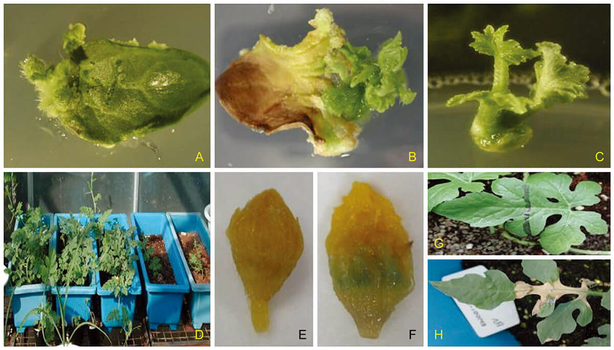 Plant infection and regeneration from cotyledonary explants of watermelon