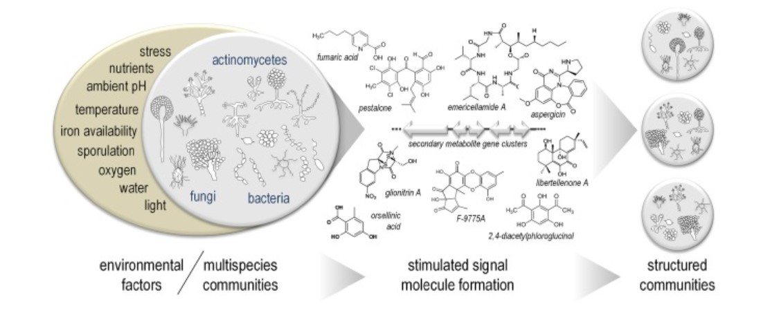 Microorganismic multispecies communities form secondary metabolites.
