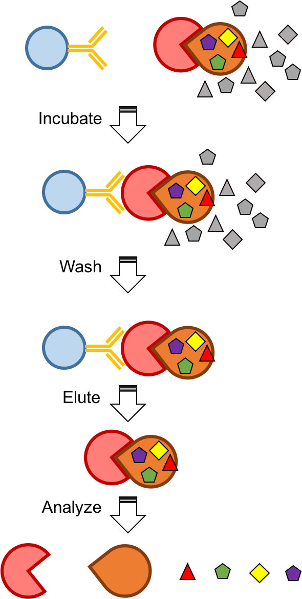 Figure  1. The workflow of a standard Co-IP assay.