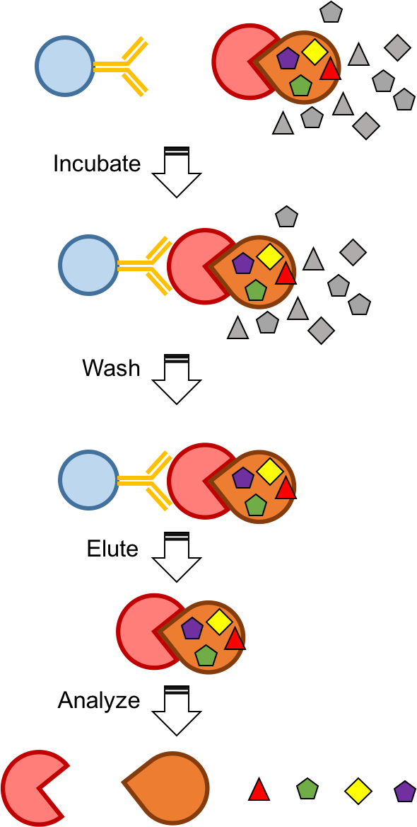 Figure  1. The workflow of a standard Co-IP assay.