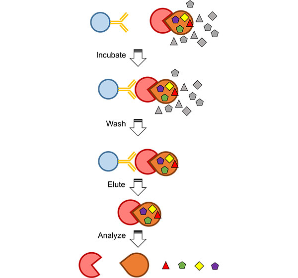 Gene Function Analysis