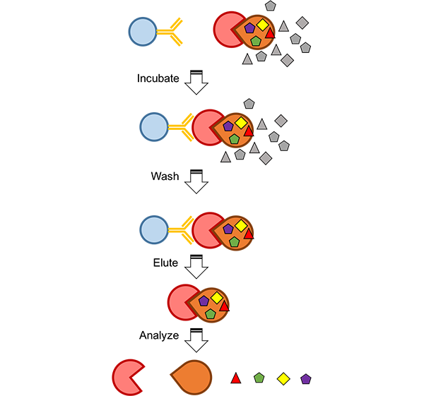 Gene Function Analysis