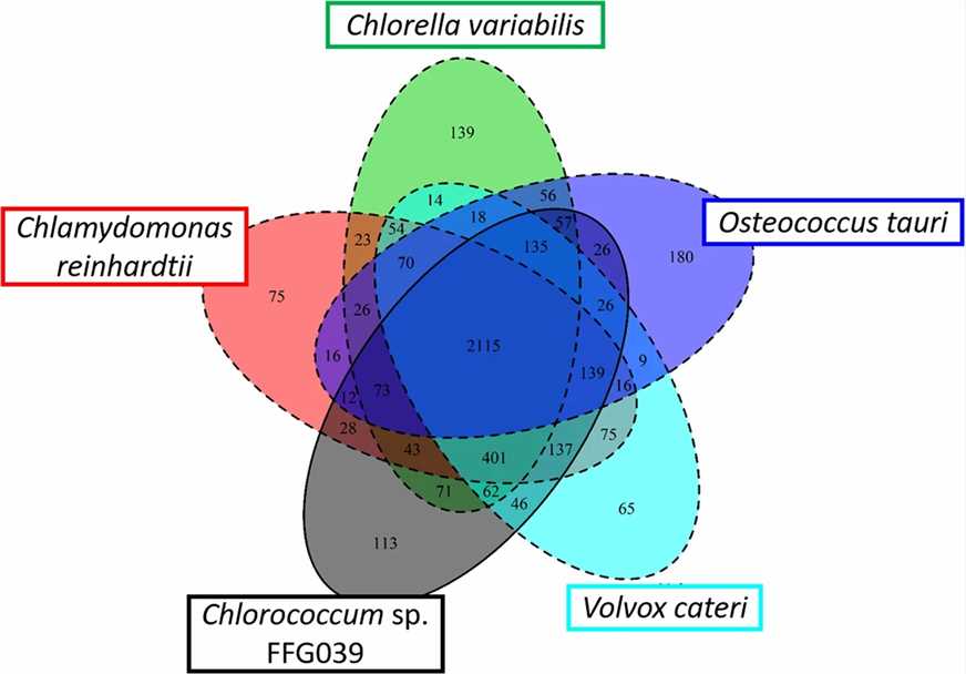 Genome analysis and genetic transformation of a water surface-floating microalga Chlorococcum sp. FFG039.