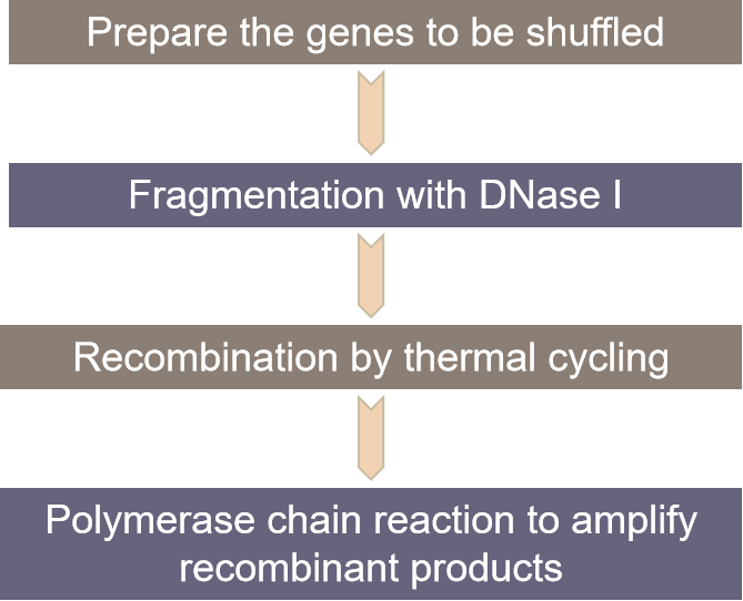 Fig. 2. Experimental procedure for DNA recombination technology - Lifeasible