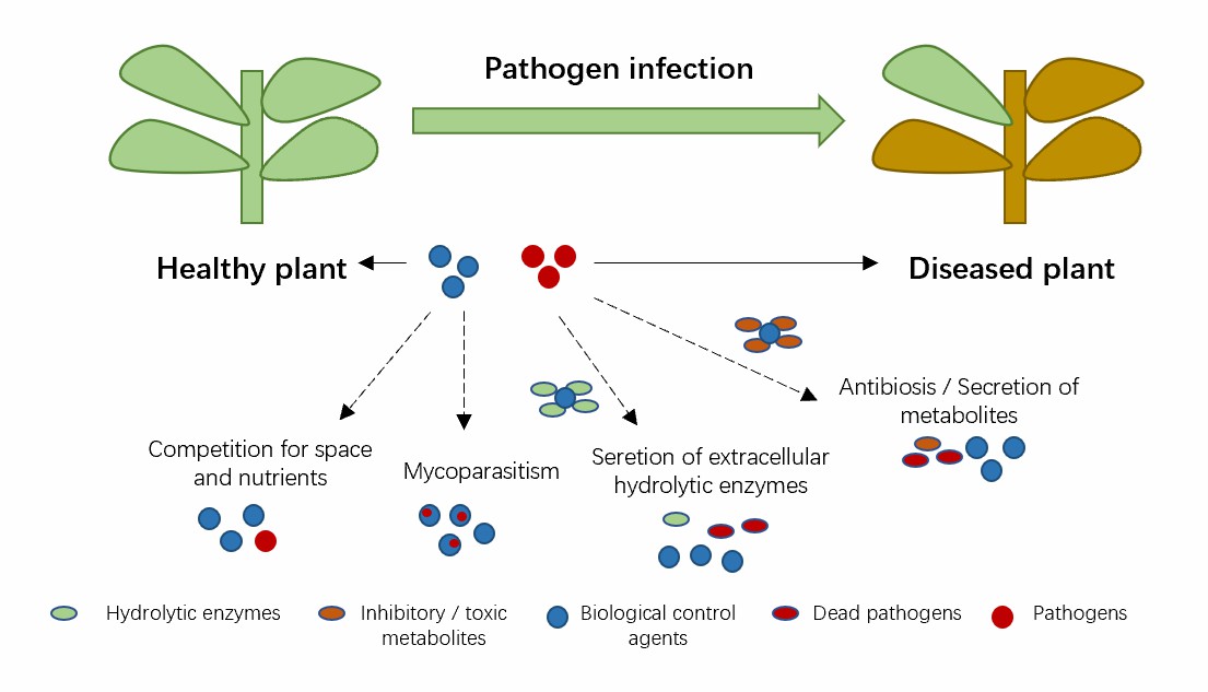 Key mechanisms of action involved in biological control of plant fungal diseases by fungal antagonists.