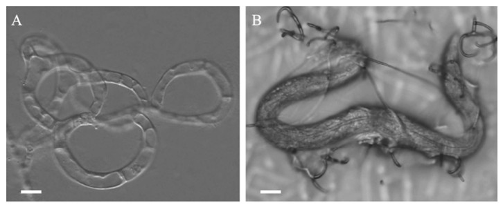 Morphology of the predatory organ.