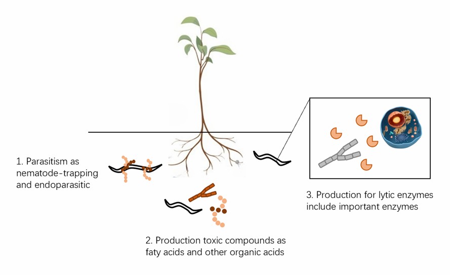The types of mechanisms used by fungi to infect nematodes.