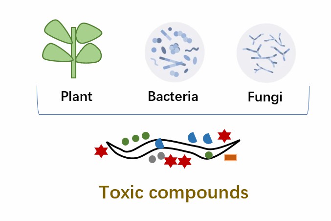 Attack by spores and various toxic and lethal metabolites released by fungi.
