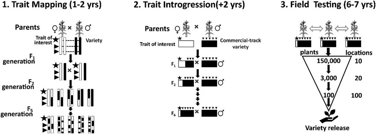 A general framework of the conventional breeding process. 