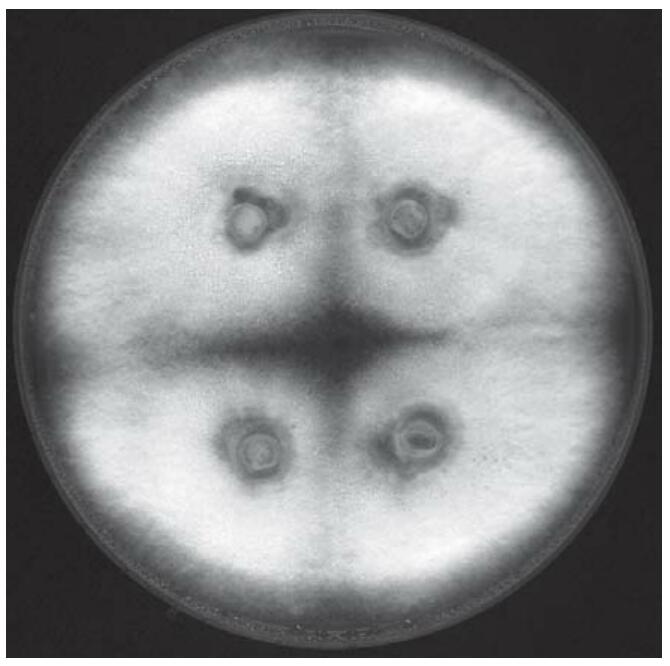 YMG/T agar plate inoculated with four mycelial agar pieces of C. cinerea FA2222 after six days of growth at 37°C in the dark