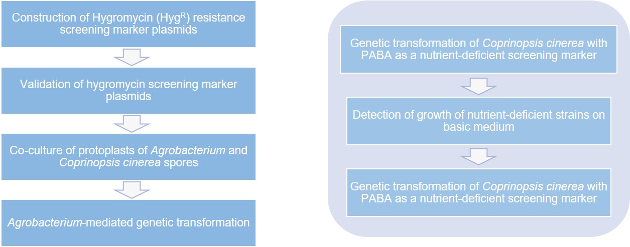 Service Flow of Coprinopsis cinerea Transformation