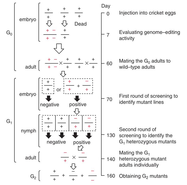 Cricket Gene Editing