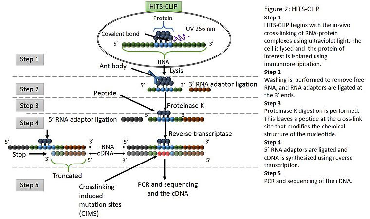 Cross-linking and Analysis of cDNA by High Throughput Sequencing