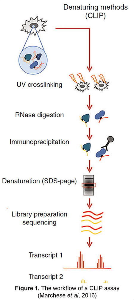 Cross-linking and Immunoprecipitation