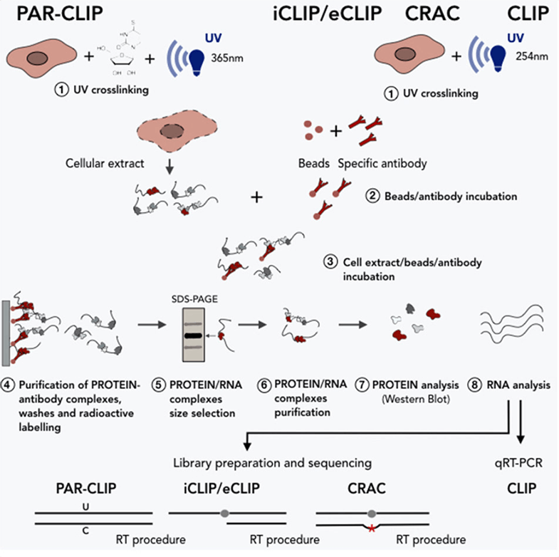 Figure  2. CLIP  and advanced CLIPs for the study of RNA-protein interactions (Cipriano  and Ballarino, 2018)