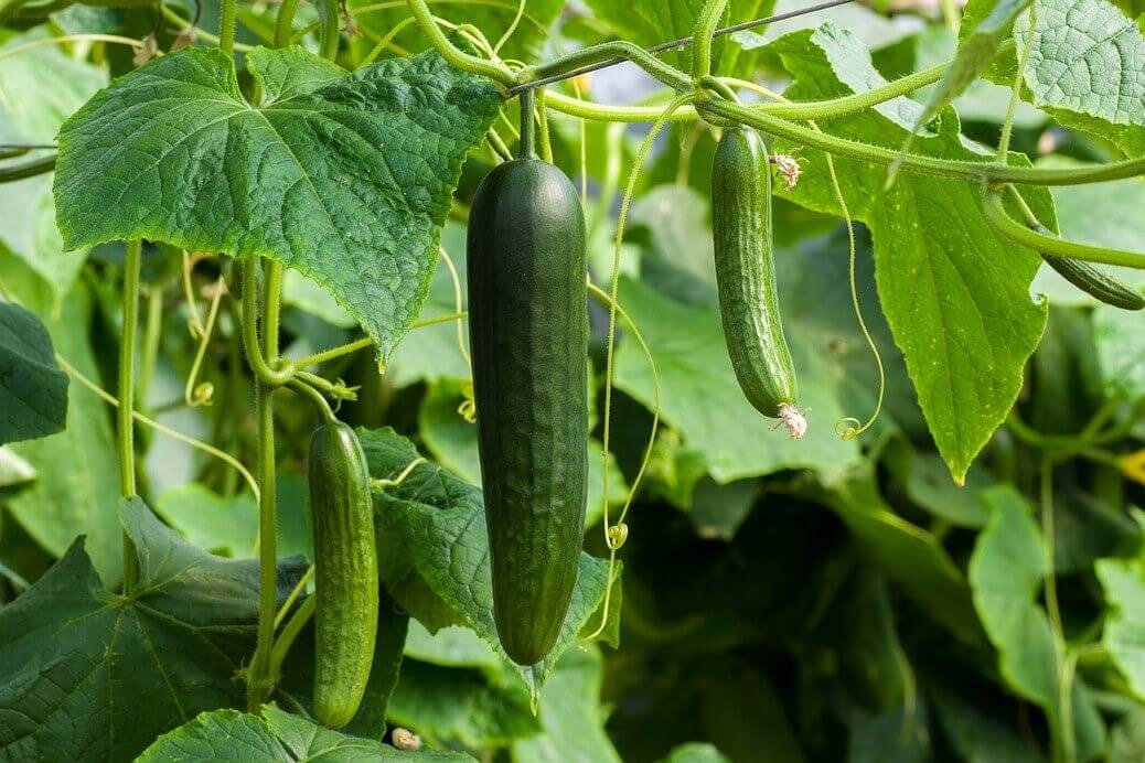 Cucumis sativus L. Transformation