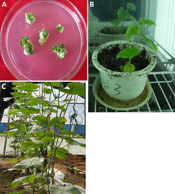 Agrobacterium mediated Cucumis sativus L. transformation by infecting cotyledonary nodes explants of cucumber.