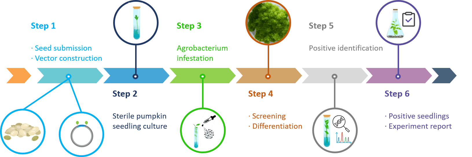 Schematic diagram of the standardized process of pumpkin genetic transformation. - Lifeasible