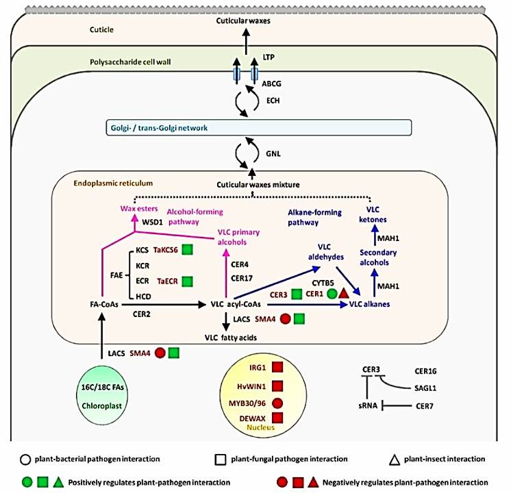Fig. 1 A simplified model for cuticular wax biosynthesis and its roles in regulating plant-pathogen interactions (Wang et al., 2020).