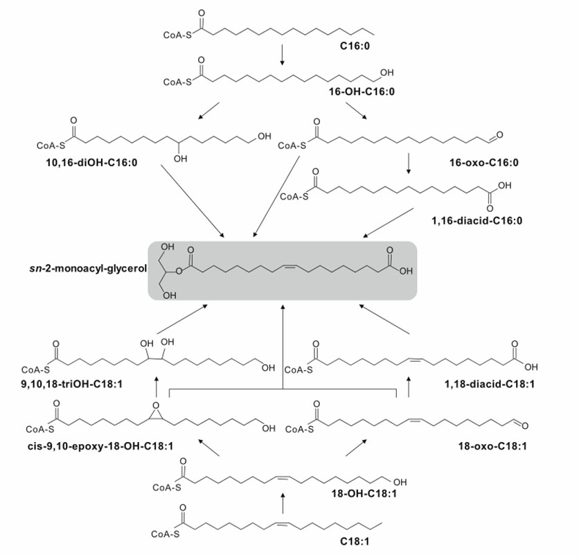 Fig. 1 Cutin monomer biosynthetic pathways (Joubès and Domergue, 2020).