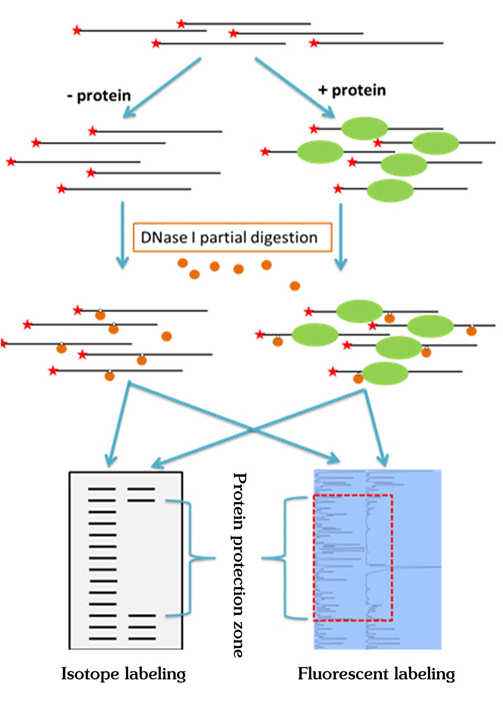 The principle of DNase footprinting assay and comparison between isotope labeling method and fluorescent labeling method.