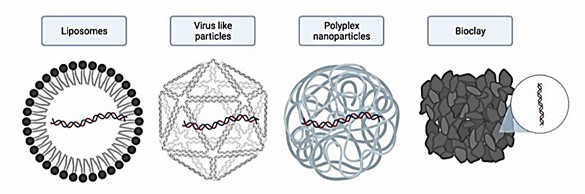 Fig. 1 Primary encapsulation system for RNAi delivery (Hernández-Soto and Chacón-Cerdas, 2021).