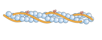 Tropomyosin in mollusks