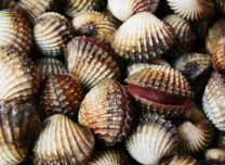 Detection of Mollusks Biotoxins