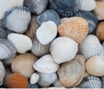 Detection of Risk Substances in Mollusks