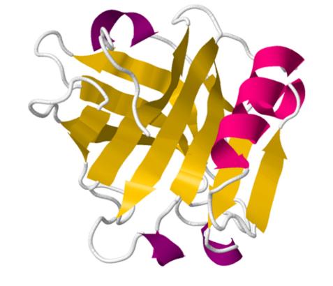 Fig. 1 Crystal structure of monomer of bovine belta-lactoglobulin monomer (Broersen, 2020).hairy submicelle model of the casein micelle (Anema, 2020).