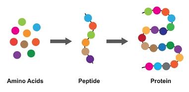 Fig. 1 Proteins are composed of amino acids.