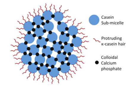 Fig. 1 Original hairy submicelle model of the casein micelle (Anema, 2020).