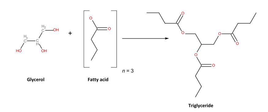 Fig. 1 Formation of triglycerides (Mannion et al., 2016).