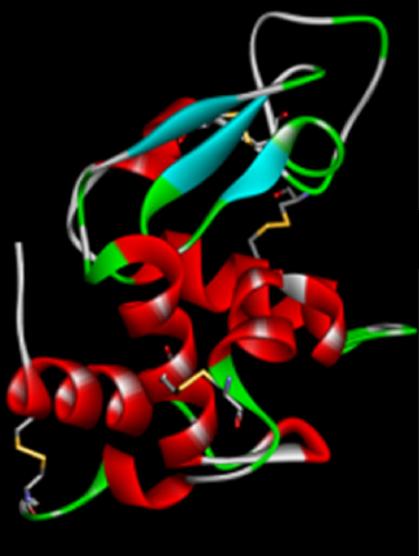 Fig. 1 The tertiary structure of egg white lysozyme from chicken eggs (Silvetti et al., 2017).