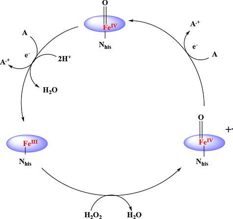 Fig. 1 Antibacterial effect of the lactoperoxidase enzyme (Koksal et al., 2016).