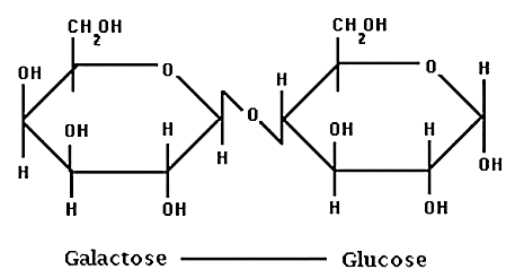 Fig. 1 Lactose is a disaccharide composed of 2 monosaccharides, glucose, and galactose, linked via a β-1,4-glucosidic bond (Grenov et al., 2016).