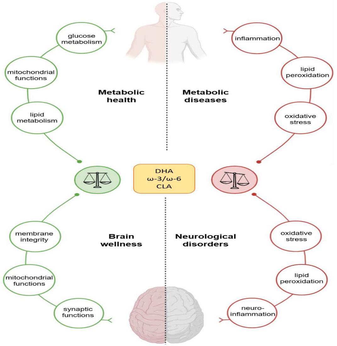 Fig. 1 Effects of docosahexaenoic acid (DHA), conjugated linoleic acid (CLA), and ω - 3/ω - 6 on human wellness (Mollica et al., 2021).
