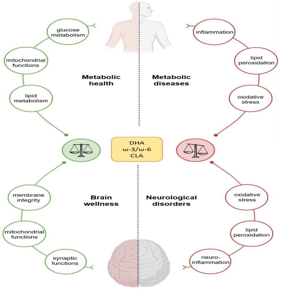 Fig. 1 Effects of docosahexaenoic acid (DHA), conjugated linoleic acid (CLA), and ω - 3/ω - 6 on human wellness (Mollica et al., 2021).