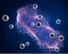 Determination of Mercury in Mollusks