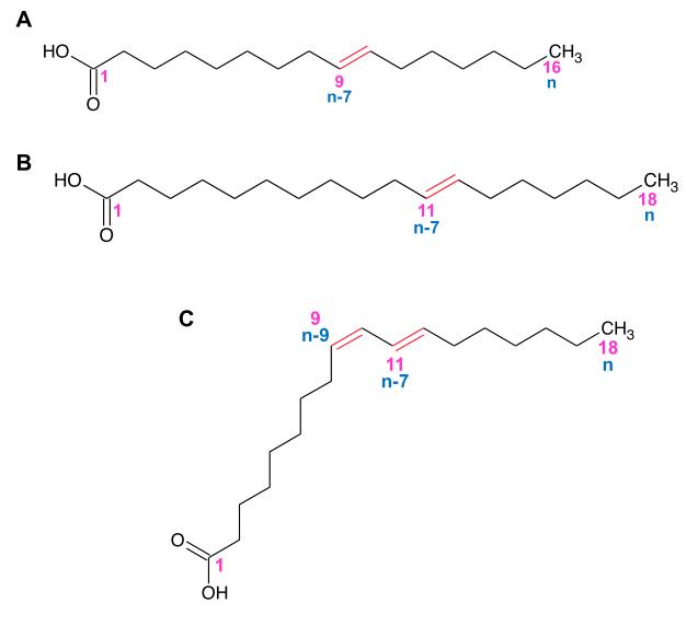 Fig. 1 Structure of (A) trans-palmitoleic acid, (B) trans-vaccenic acid, and (C) rumenic acid (Guillocheau et al., 2019).