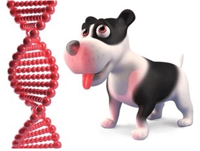 Dog Gene Editing