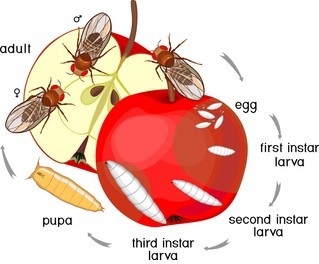 Drosophila Gene Editing