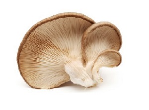 Pleurotus ostreatus Transgenic