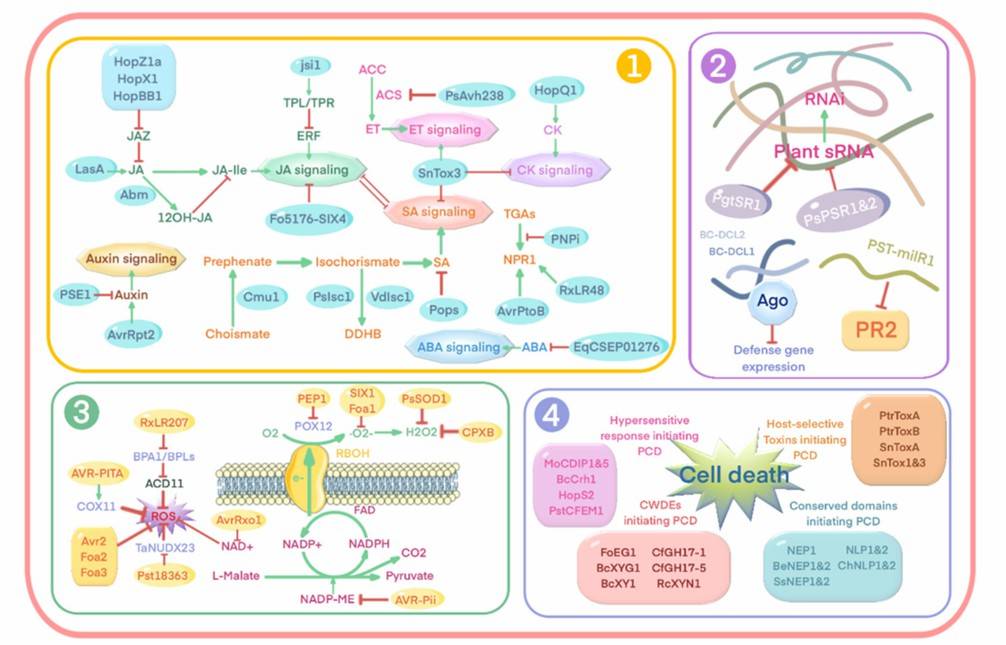 Fig. 1 Effectors manipulate downstream immune responses in host plants (Zhang et al., 2022).