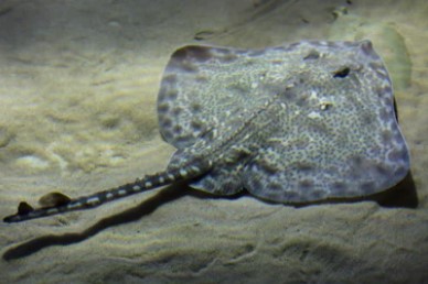 Figure 1. A weakly electric fish called the Spotted ray (Raja montagui).